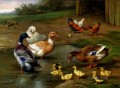 Hühner Enten und Entenküken küken~~POS=HEADCOMP Paddling Bauernhof Tiere Edgar Hunt